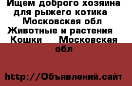 Ищем доброго хозяина для рыжего котика - Московская обл. Животные и растения » Кошки   . Московская обл.